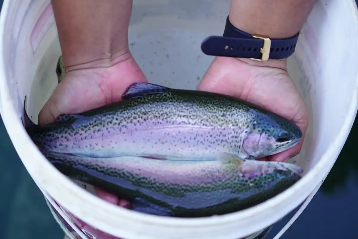 Trout Farm Experience